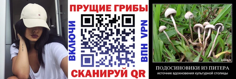 как найти наркотики Мамоново Псилоцибиновые грибы Psilocybine cubensis